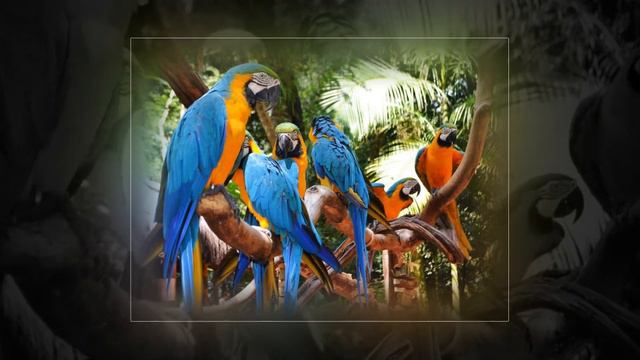 ПАРК ПТАХІВ, ФОС-ДУ-ІГУАСУ (Parque das Aves, Foz do Iguaçu, Brazil) смотреть онлайн