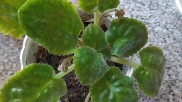 Обзор фиалок (сенполий) 10.10.2022г.🪴🪴🪴 смотреть онлайн