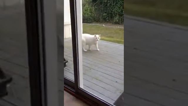 Ella acting tough смотреть онлайн