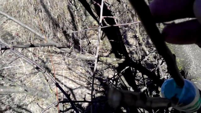 Прививка сливы весной в расщеп. смотреть онлайн