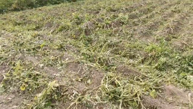 Как легко и быстро выкопать картошку?! смотреть онлайн