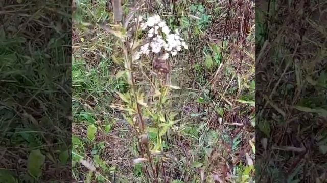 ОСЕННИЕ ЦВЕТЫ смотреть онлайн