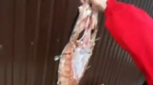 Толстолобик холодного копчения