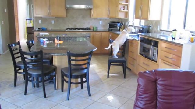 Собака одна дома! Приколы 2016, Смешные животные 2016, funny animals, dogs, cats! смотреть онлайн