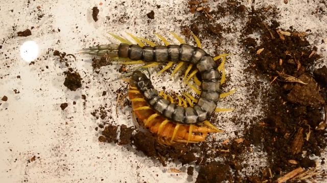 Centipede eats itself / Сколопендра поедает саму себя смотреть онлайн