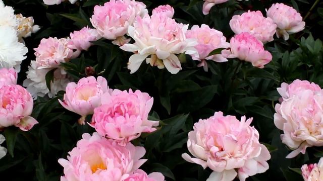 Lactiflora Petite Elegance | R2 Flowers BV | Peonies смотреть онлайн