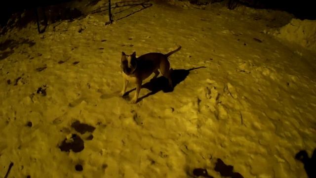 СКОЛЬКО РАЗ Я ГУЛЯЮ С АМСТАФФОМ?\ НОЧНОЙ ВЫГУЛ СТАФФОРДА смотреть онлайн