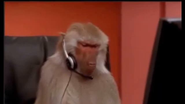 Бабуин в офисе | Baboon At Office