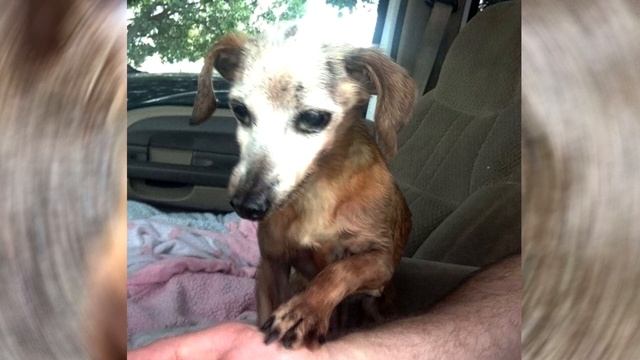 Его МОРДОЧКА БЫЛА ПОСЕДЕВШЕЙ ОТ ГОРЯ... Он не знал, как дальше жить... смотреть онлайн