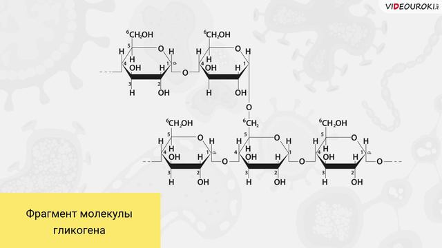 10. Отличительные признаки животных. Многоклеточные животные смотреть онлайн