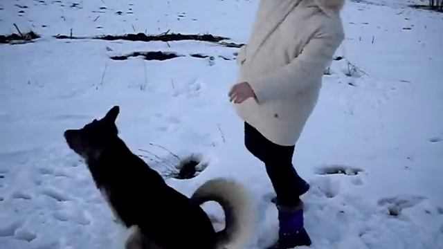 Дрессировка собак - Команда Аппорт