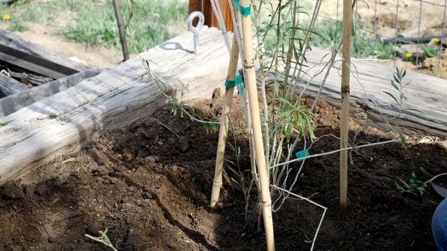 How to Plant Goji Berries смотреть онлайн