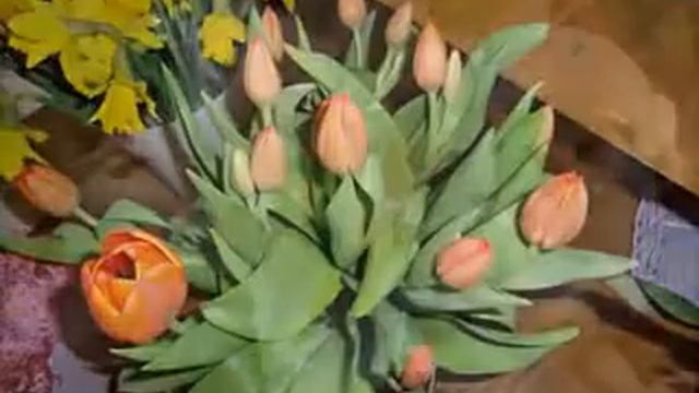 Blumen Corandra Blumen und Pflanzen смотреть онлайн