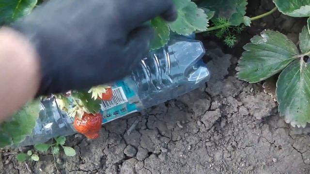 ВЫСОКОУРОЖАЙНАЯ ЗЕМЛЯНИКА НСД С БЕСПОДОБНО ВКУСНОЙ ЯГОДОЙ С ФРУКТОВЫМ ПОСЛЕВКУСИЕМ МАРИГЕТТ смотреть онлайн