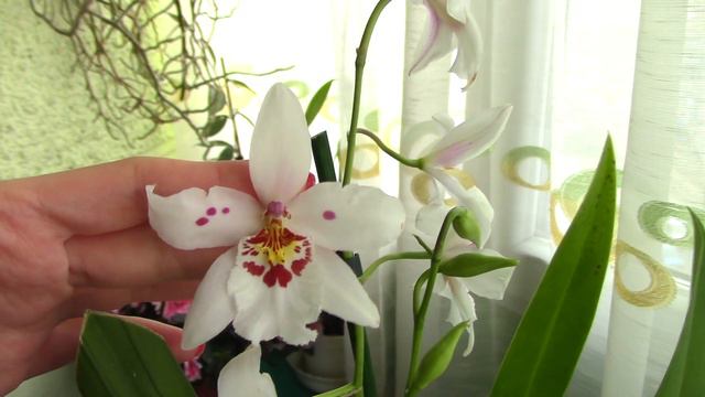Oncidopsis (Odontonia) Boussole 'Blanche' - one very elegant white orchid смотреть онлайн