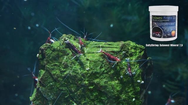 Секреты содержания креветок Сулавеси Кардинал (Sulawesi Shrimp Cardinal) в аквариуме