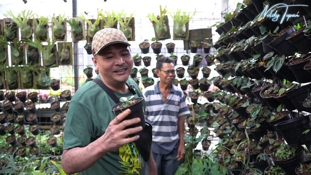 Anthurium Haji Ulih Simbol Kemurnian Cinta