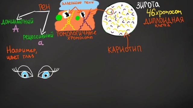 Основы генетики ~ генотип и фенотип ~ гомозигота и гетерозигота смотреть онлайн