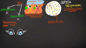 Основы генетики ~ генотип и фенотип ~ гомозигота и гетерозигота