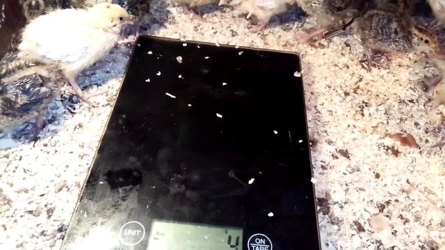 Перепелята 5 день. Сравниваем породы Техасец и Фараона. смотреть онлайн