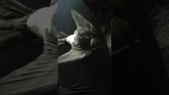 Птенец ласточки ест кузнечика. смотреть онлайн