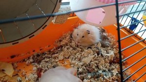 Сирийский хомяк начал пищать.