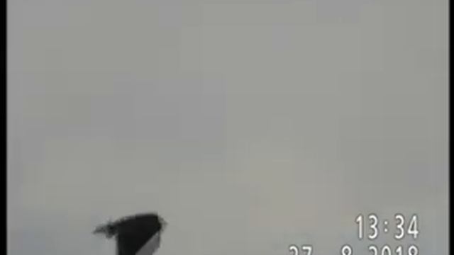 ОХОТНИЧЬИ ПОЛЁТЫ КОБЧИКА И БОЛОТНОГО ЛУНЯ смотреть онлайн