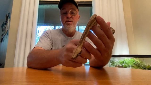 Unboxing of sorts, my new Sumatran red blood python ? смотреть онлайн