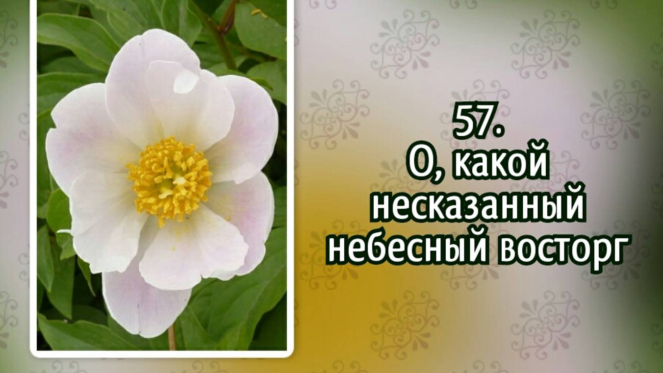 Гимны надежды 57 О, какой несказанный небесный восторг (-) смотреть онлайн