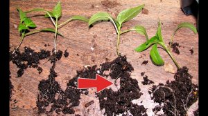 Пикируйте рассаду перца немного по другому! Как пикировать рассаду перца?