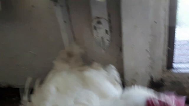 Вывернутая шея у цыпленка / Кривошея/Вертячка смотреть онлайн