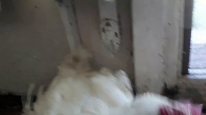 Вывернутая шея у цыпленка / Кривошея/Вертячка