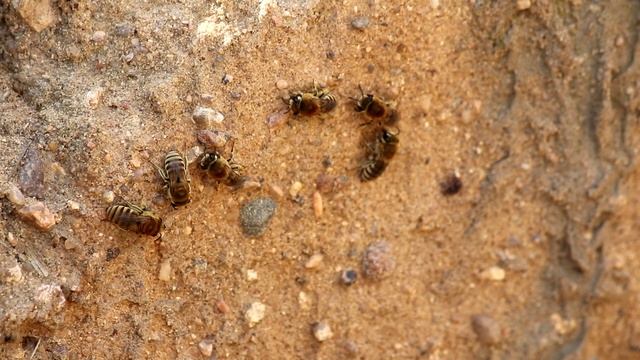 Коллет роющий. Colletes fodiens .Насекомые Беларуси. смотреть онлайн