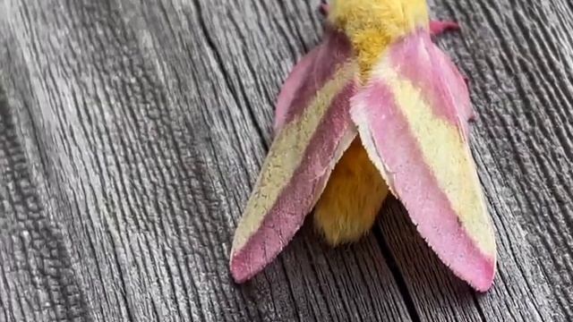 Rosy maple moth (Dryocampa rubicunda) смотреть онлайн