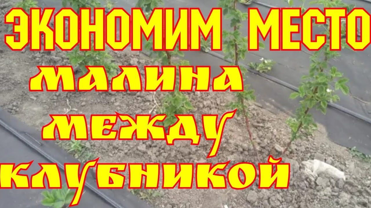 Малина между клубникой, доделываем прошлогодние недоделки! смотреть онлайн