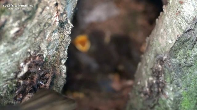 Erithacus Rubecula European Robin, Зарянка, малиновка, гнездо Moscow смотреть онлайн