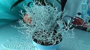 Калоцефалус! Удивительный и редкий цветок!