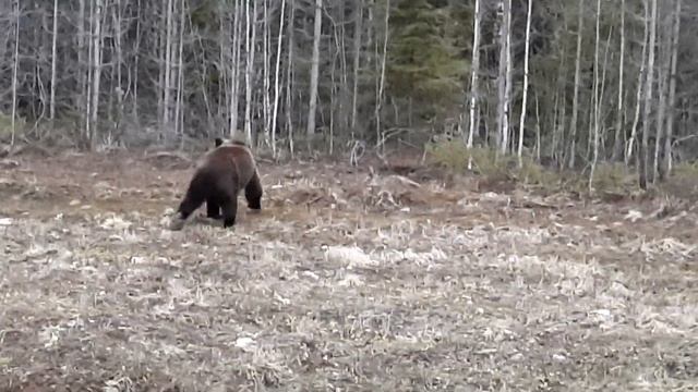 Медведь на трассе- Архангельская область смотреть онлайн