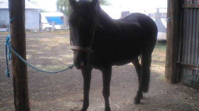 THe Horses In my Life смотреть онлайн