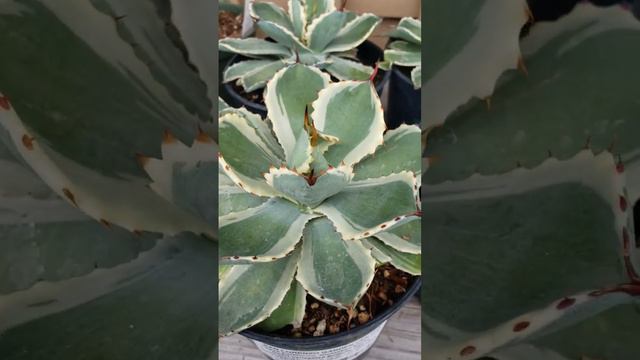 🪴🦋 DWARF VARIEGATED BUTTERFLY AGAVE 🪴🦋 POTATORUM KICHIOKAN MARGINATE 🪴 смотреть онлайн
