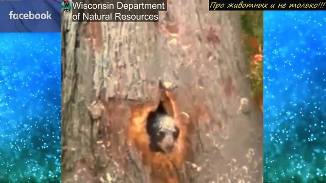 Он ОПЕШИЛ когда увидел торчащую из дупла ГОЛОВУ, которая смотрела на него! смотреть онлайн