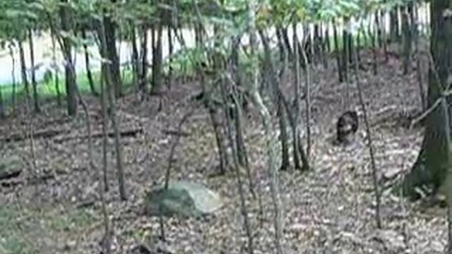Дикие индюки у нас во дворе4 смотреть онлайн