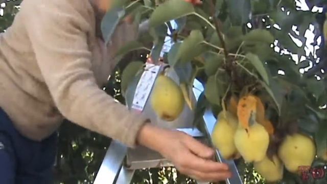 ПРОГУЛКА ПО САДУ, СБОР УРОЖАЯ ГРУШ / pear harvest collection смотреть онлайн