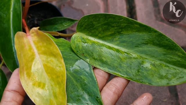 Review Philodendron Painted Lady Tergantung Semburnya #philodendron