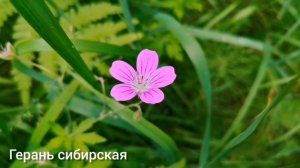 Полевые и луговые цветы с названиями. Часть 1. Сибирь, Алтайский край.