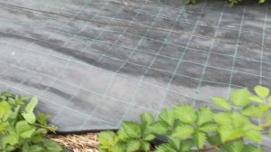 Ежевика Карака Блек! Урожай 2021г. Омск, 13.07