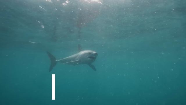 WATCH: Florida fisherman bitten by shark, pulled overboard in the Everglades смотреть онлайн