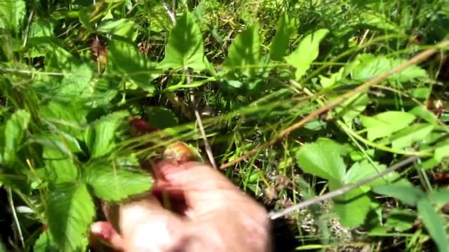 Лесные ягоды.Лесная клубника .Сбор лесной клубники.mp4 смотреть онлайн