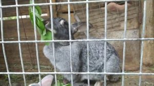 Кролики. Как  кормить зеленой травой крольчат. Зелёная трава для кроликов. Green grass for rabbits.