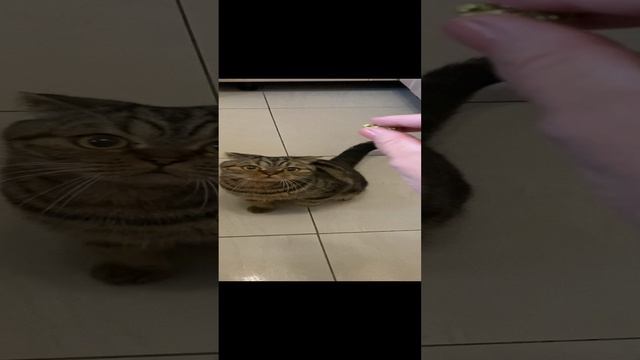 Гера, голос! #geravna #дом #любовь #общение #топ